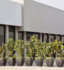 The Developing Child Centre (TDCC)