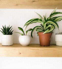 Acacia Clinics – Sunnyvale