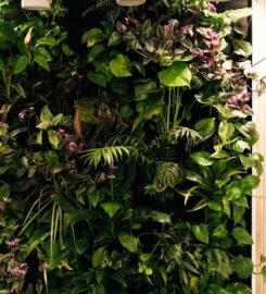 Acacia Clinics – Sunnyvale