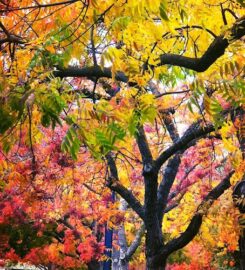 San Andreas Regional Center