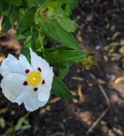 San Andreas Regional Center