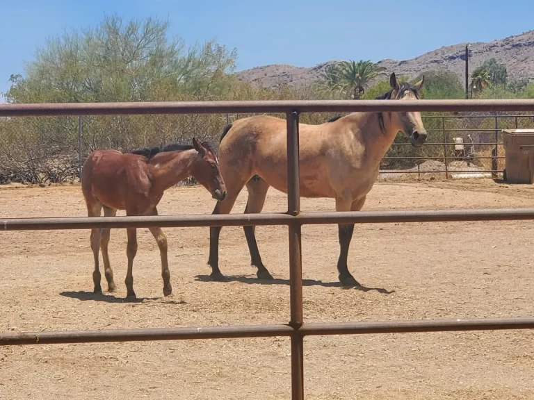 Wildcat Ranch