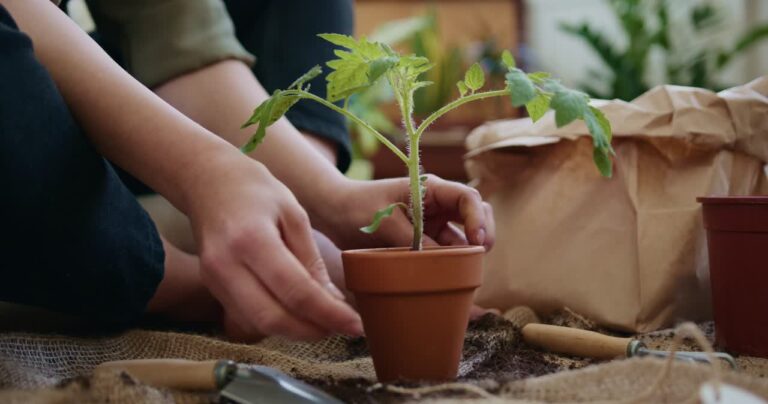 Grow Wellness Group